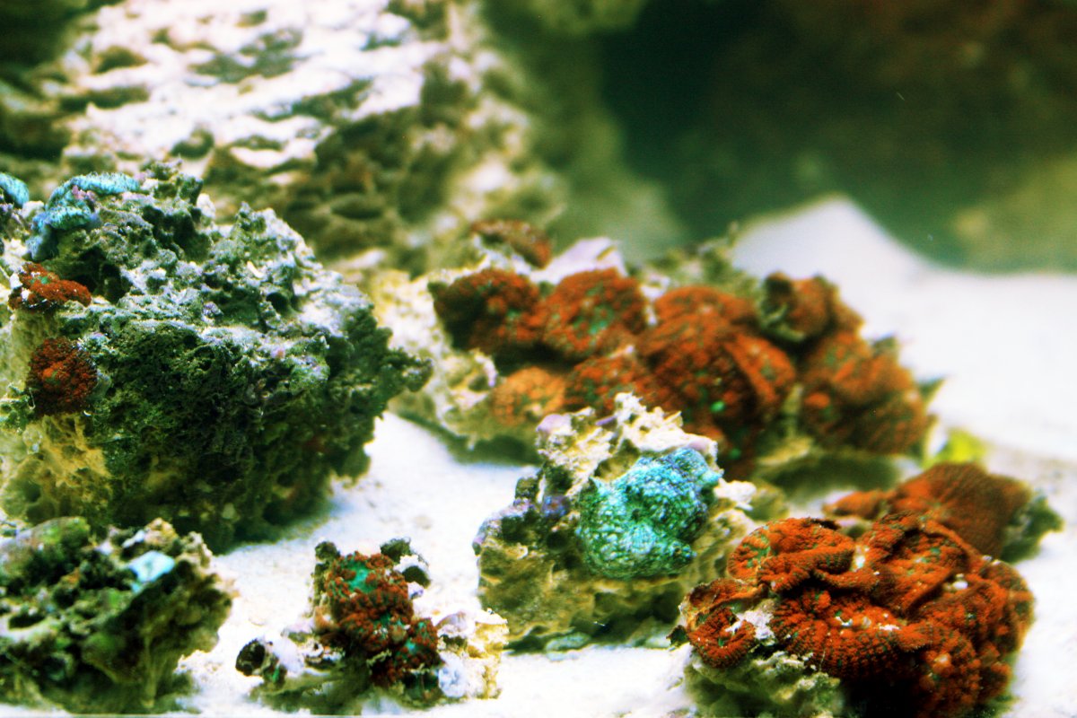 Assorted frags 2.JPG