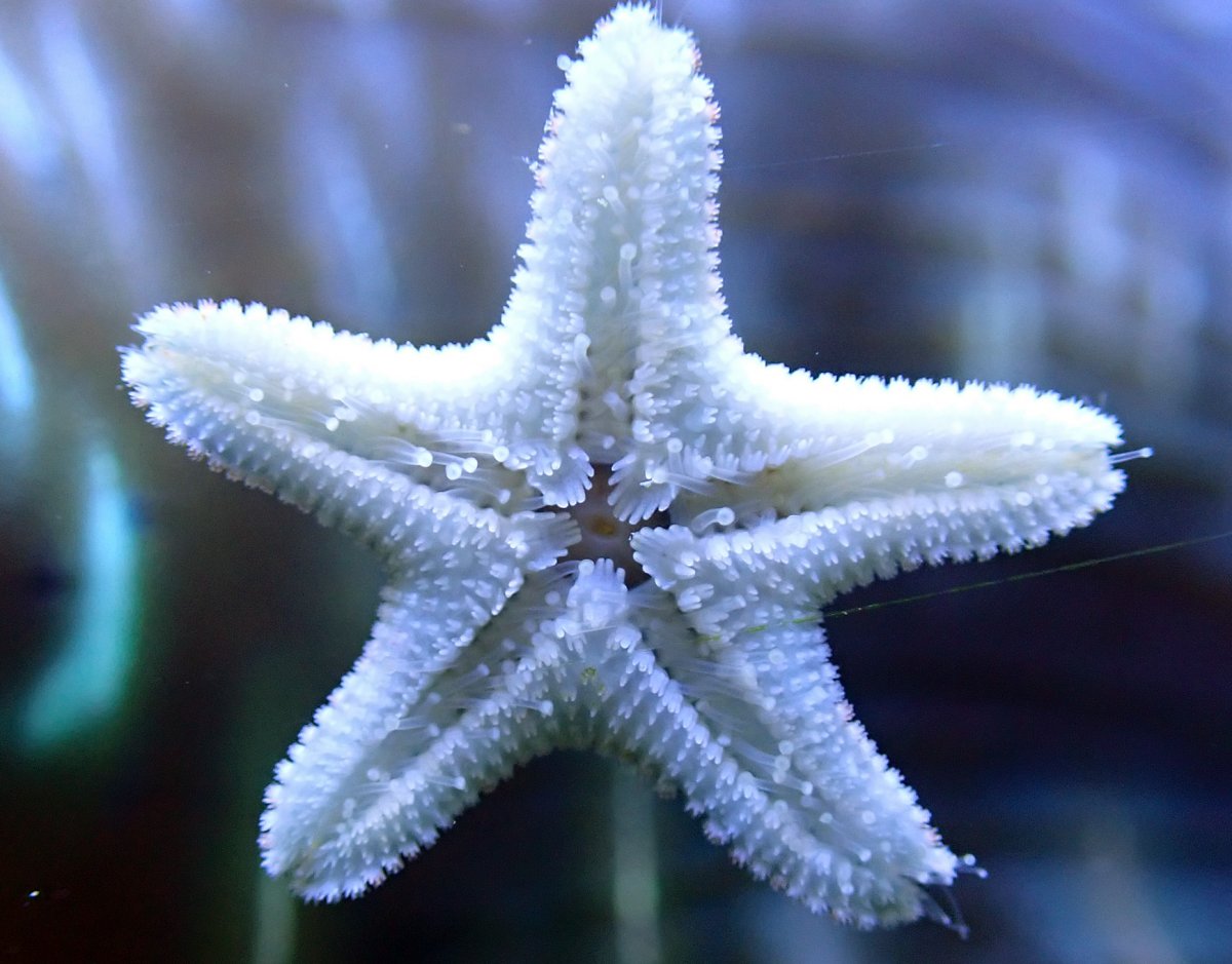 Asterina.jpg
