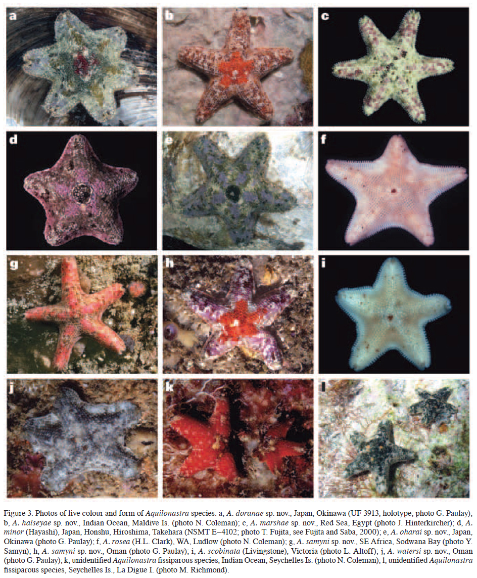 asterina not 2.jpg