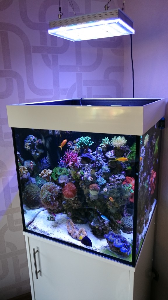 atlantik-compact-24-inch-cube-reef-aquarium-576x1024.jpg