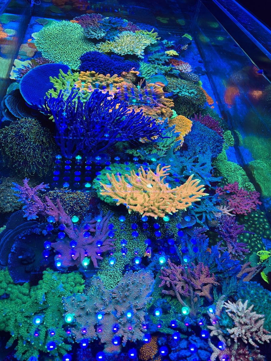 Atlantik iCon the best reef led light for coral pop fluorescence.JPG
