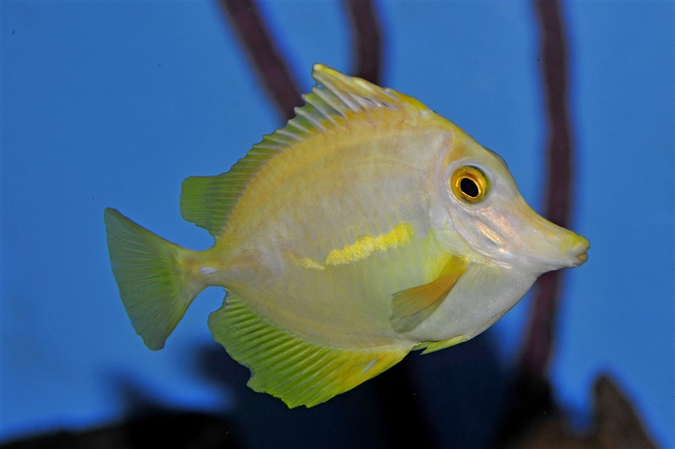 Atypical HLLE in a yellow tang - fin erosion is the primary symptom.jpg