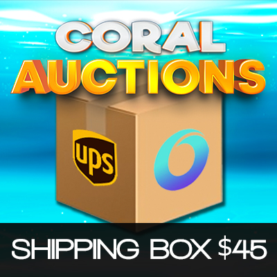 Auction-Module.jpg