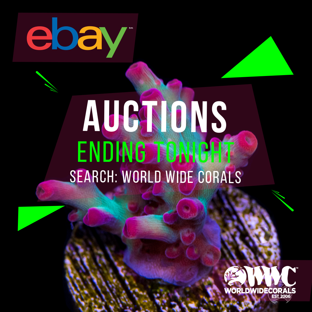 auctions5.jpg