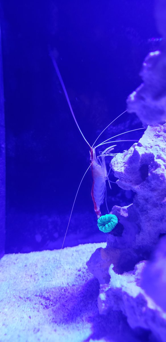 Aug 11 - Turquoise Candy Cane and Cleaner Shrimp.jpg
