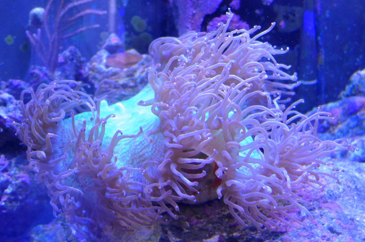 Aussie Elegant Coral.JPG