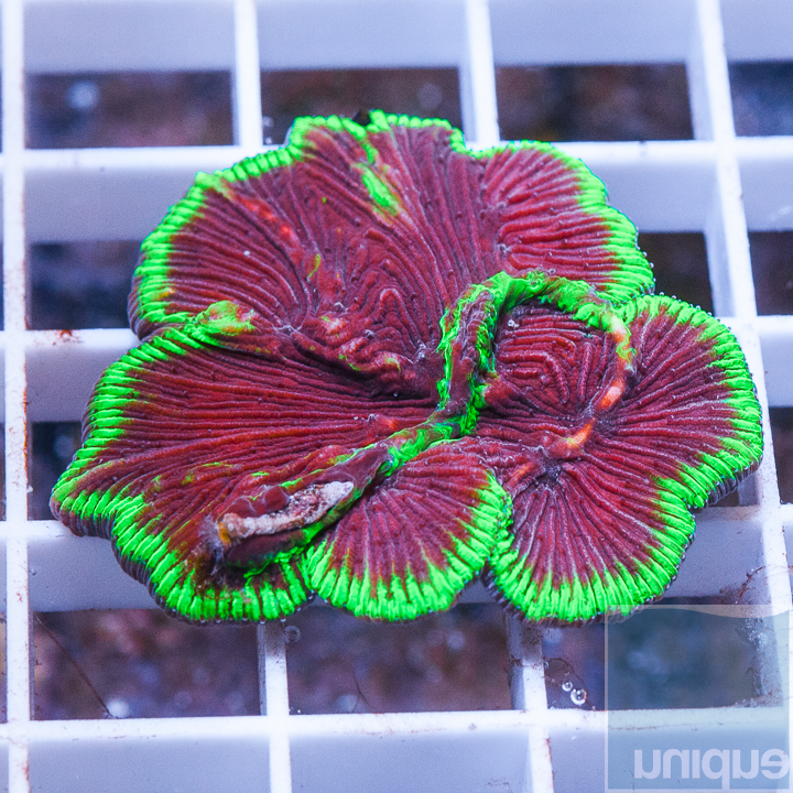 aussie-plate-coral-99.jpg