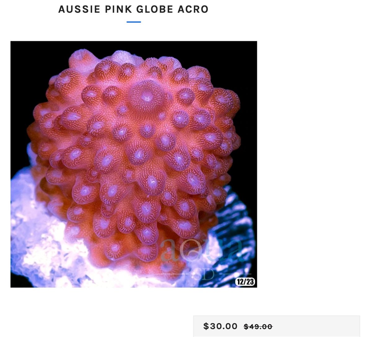  Aussie_Pink_Globe_Acro_–_Aqua_SD (globiceps).jpg
