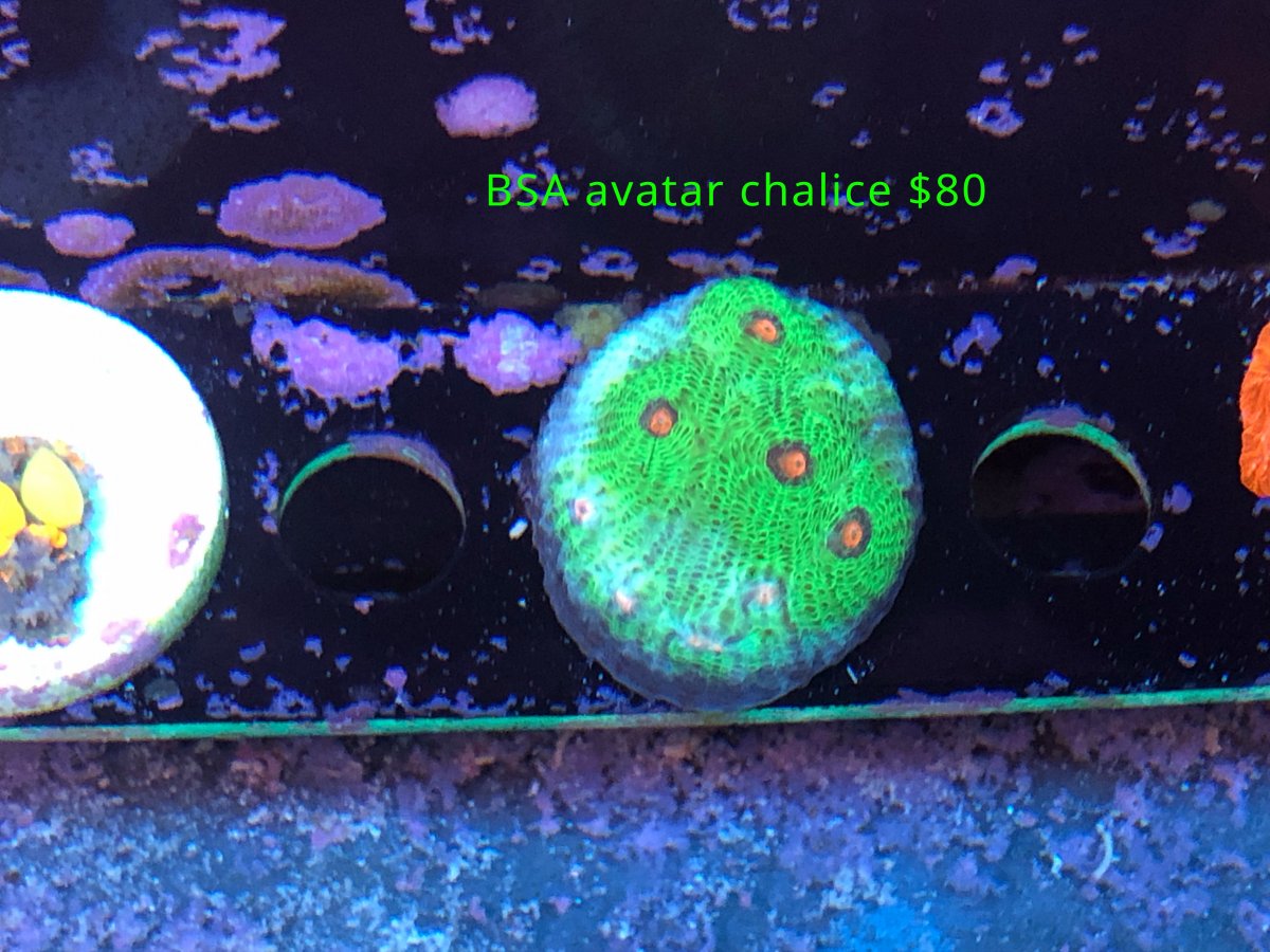 avatar chalice.jpg