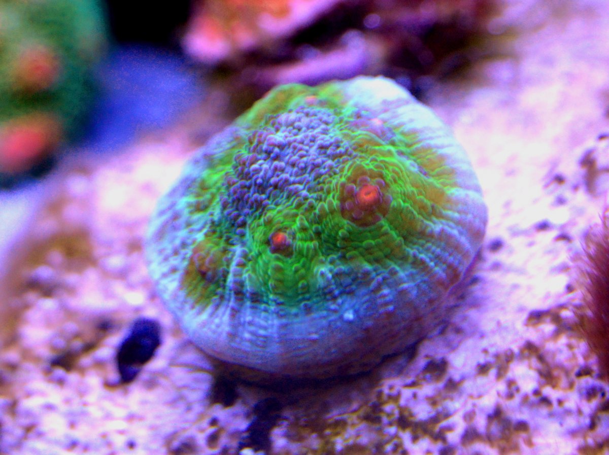 Avatar.jpg
