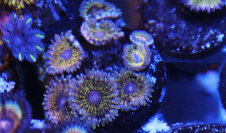 aviary-image-1526352258197.jpeg