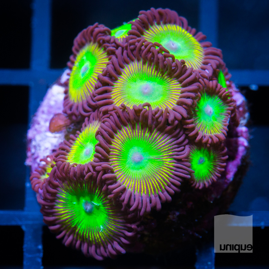 awesome zoanthids 119 72.jpg