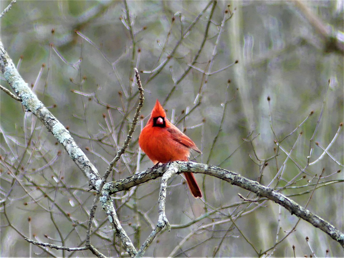 B Puffy Cardinal (2).JPG