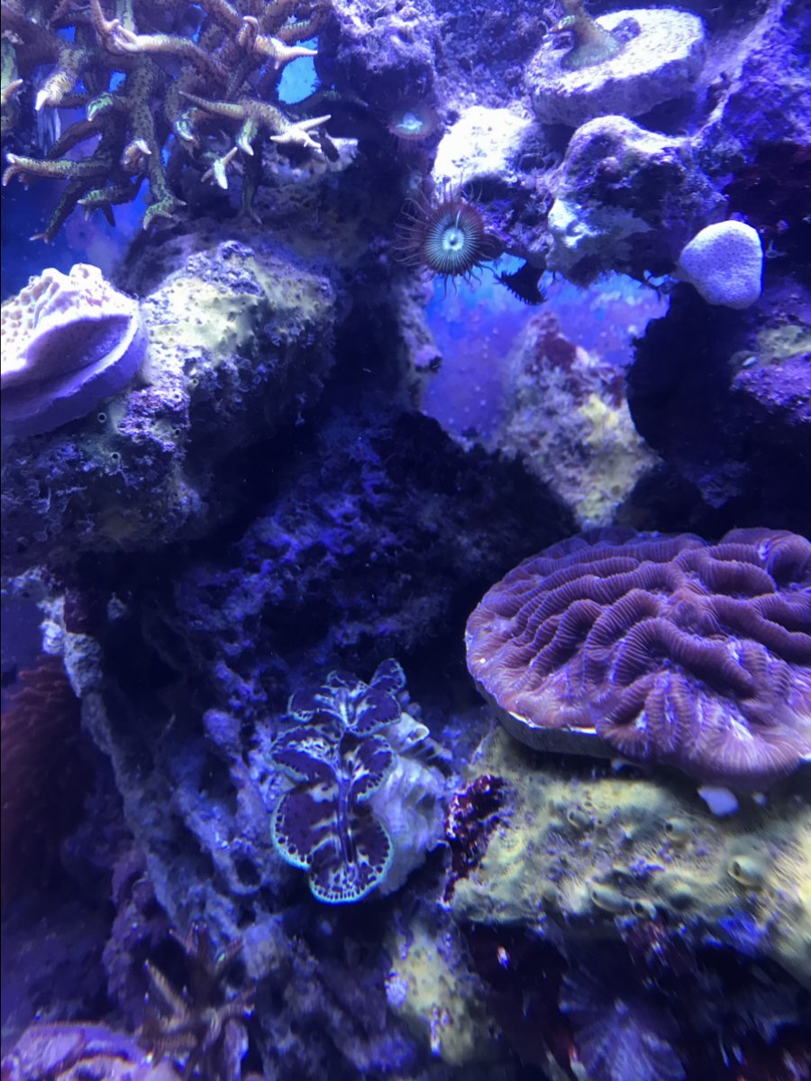 Maxima clam placement?! | REEF2REEF Saltwater and Reef Aquarium Forum