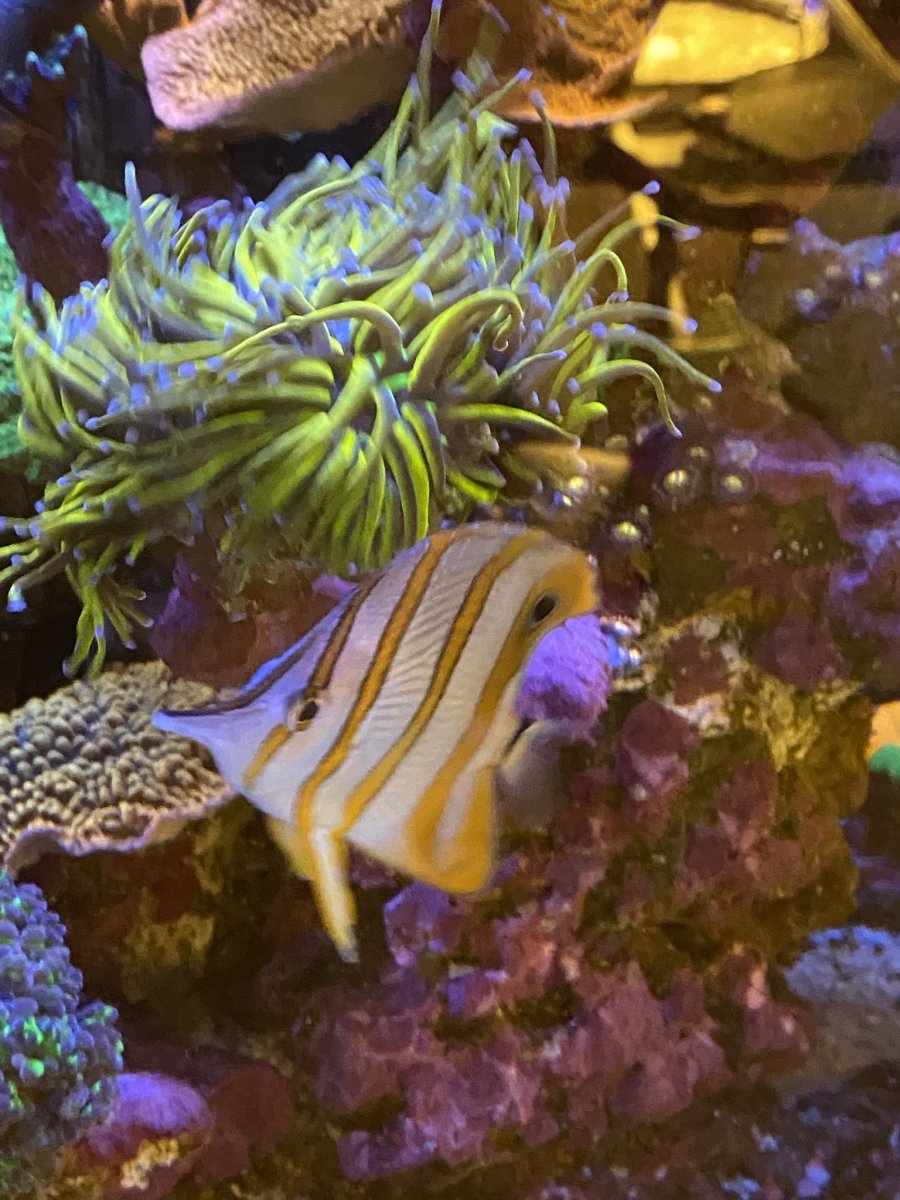Aiptasia -> peppermint shrimp -> LPS? | Reef2Reef