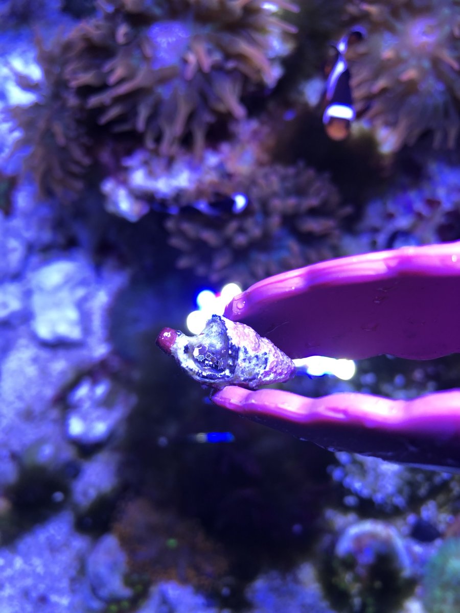 **Baby Rock Flower Anemones!** Reproduction at Corals.com! Share your ...