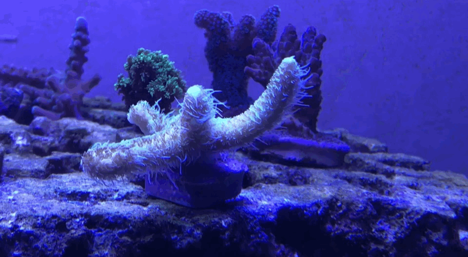 B17D8805-E3E8-4E10-B8A8-265A30286AC4.gif