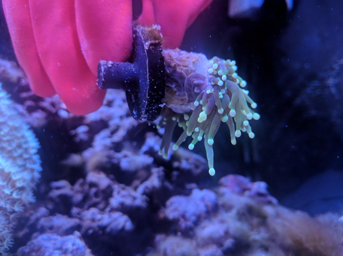 eefw-infestation-euphyllia-eating-flatworms-reef2reef