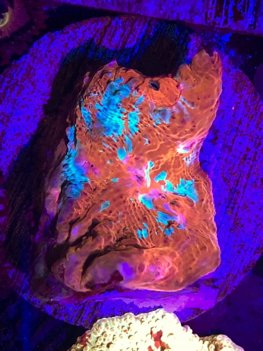 B23B4A26-3C7D-461D-8C1F-E56753971EE5.jpeg