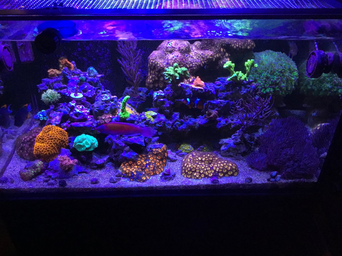 ATTENTION all PNW Reefers!! Come one come all! | Page 4 | REEF2REEF ...