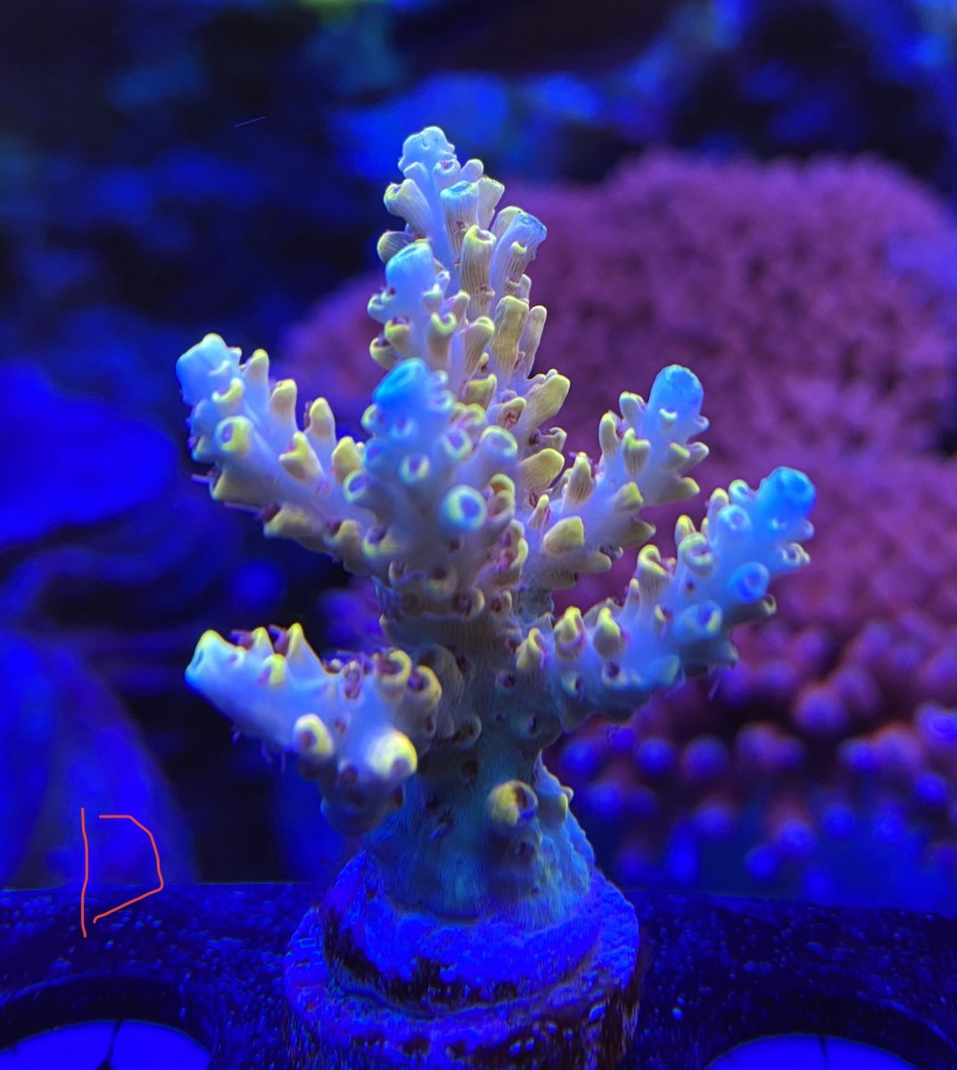 New Hampshire - SPS and Awesome blossom zoa | REEF2REEF Saltwater and ...