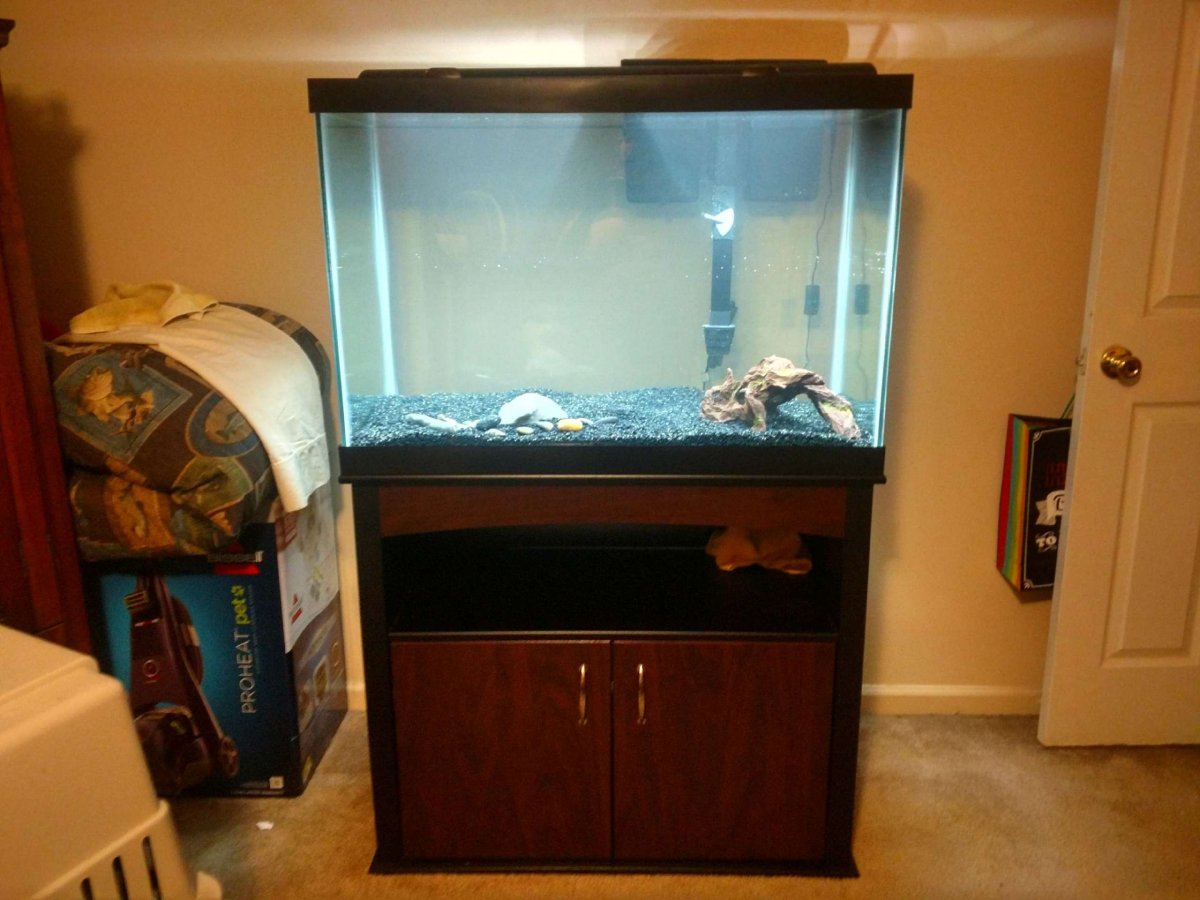 65 gallon aquarium