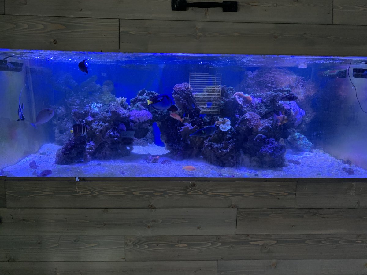Bamboo cat shark aquascaping Reef2Reef