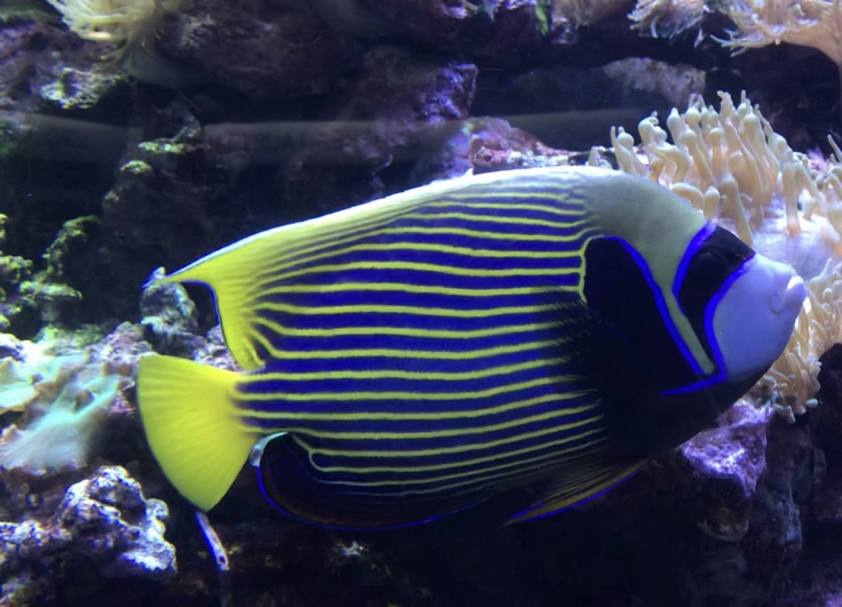 Emperor angelfish | Reef2Reef