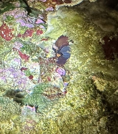 Strange red critter | Reef2Reef