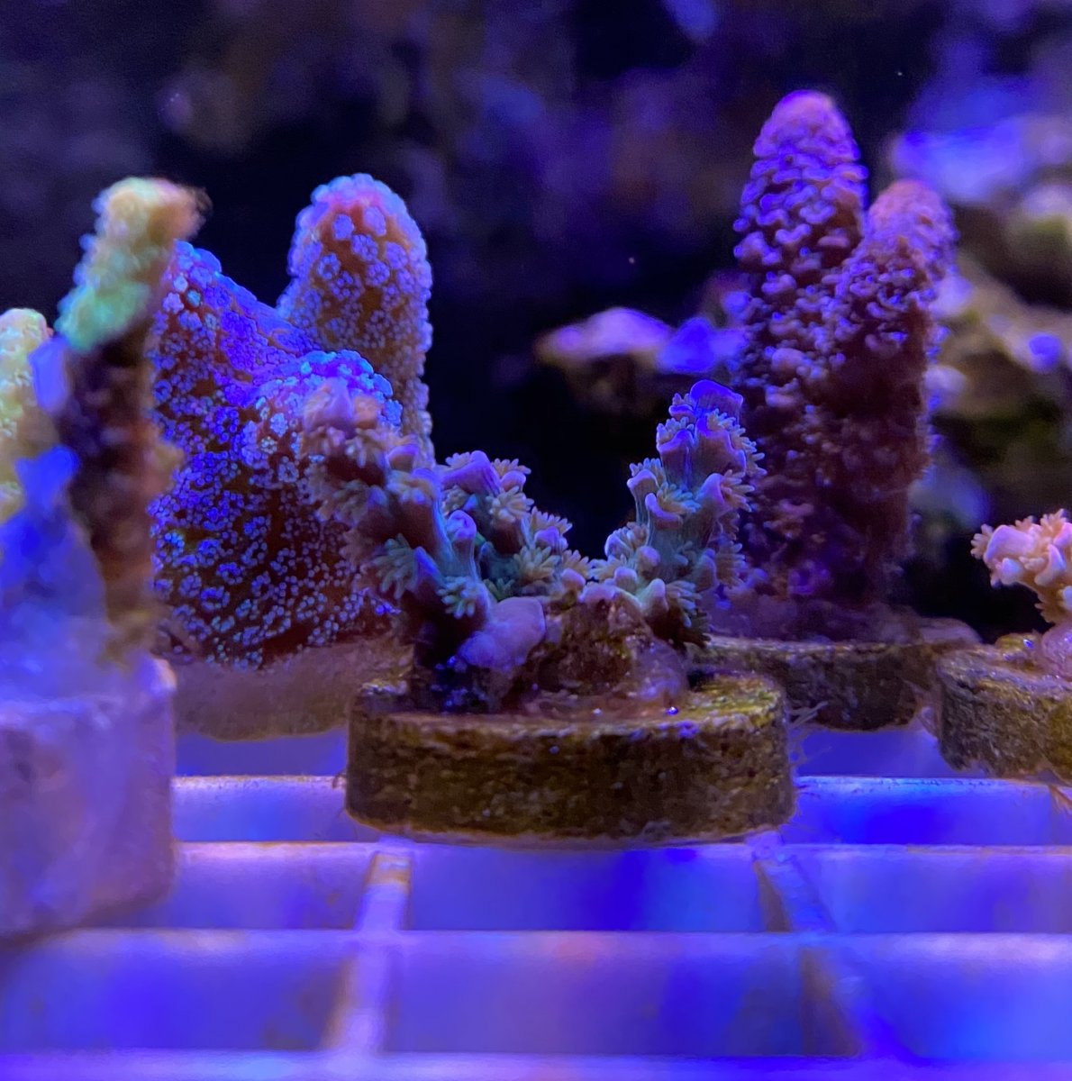 B5425923-C906-4547-A605-C911D577B3E0.jpeg