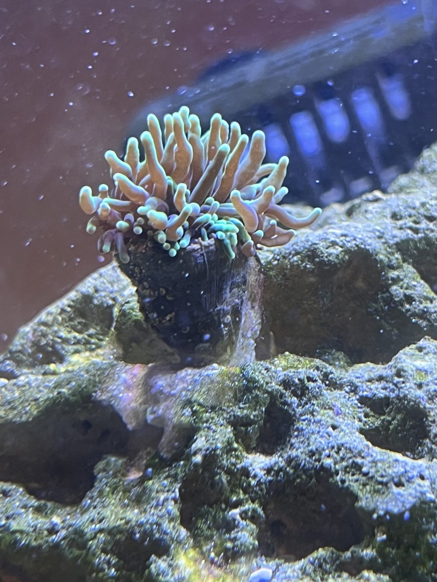 Help why can t I see any flesh on my torch REEF2REEF Saltwater