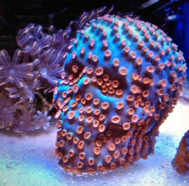 Cyphastrea skull experiment | REEF2REEF Saltwater and Reef Aquarium Forum