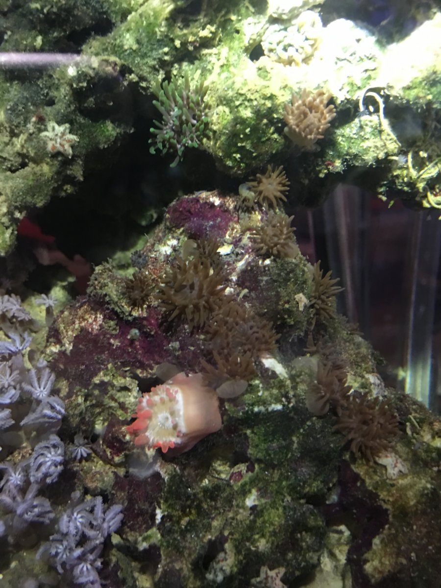 Toxins in tank? | REEF2REEF Saltwater and Reef Aquarium Forum