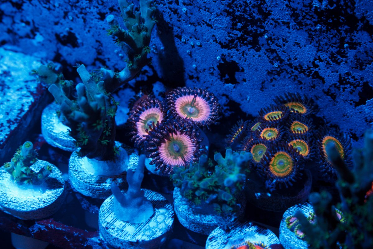 B5F68082-5BCC-4C39-9CEB-4A04FEDB2C1E.jpeg