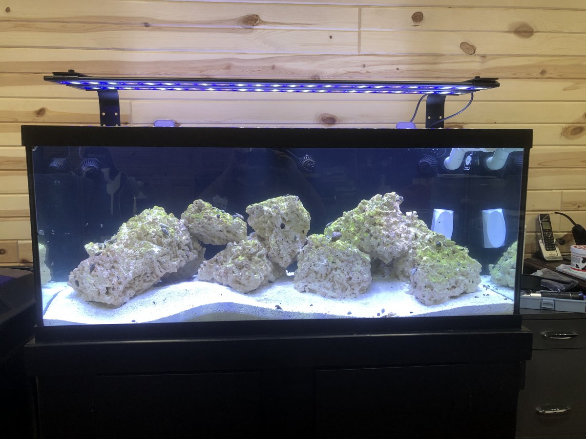 Build Thread - Returning to the hobby after 15 years - 75g | Page 2 ...