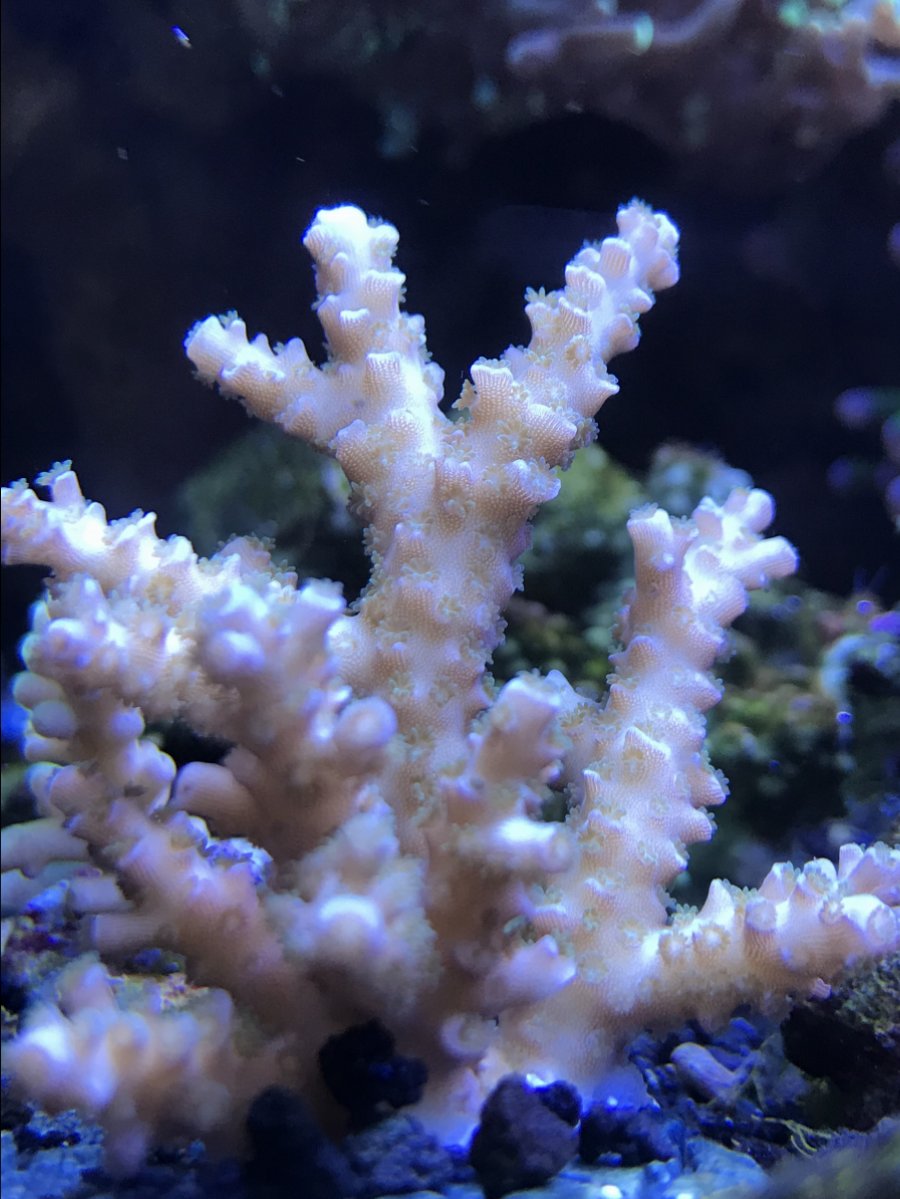 who else buys brown acropora colonies? lets see some before and after ...