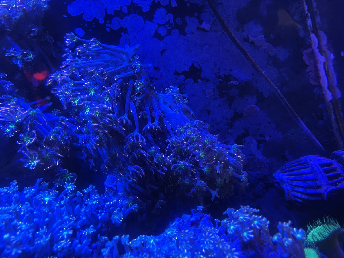 Firework clove rock - how much? | Reef2Reef