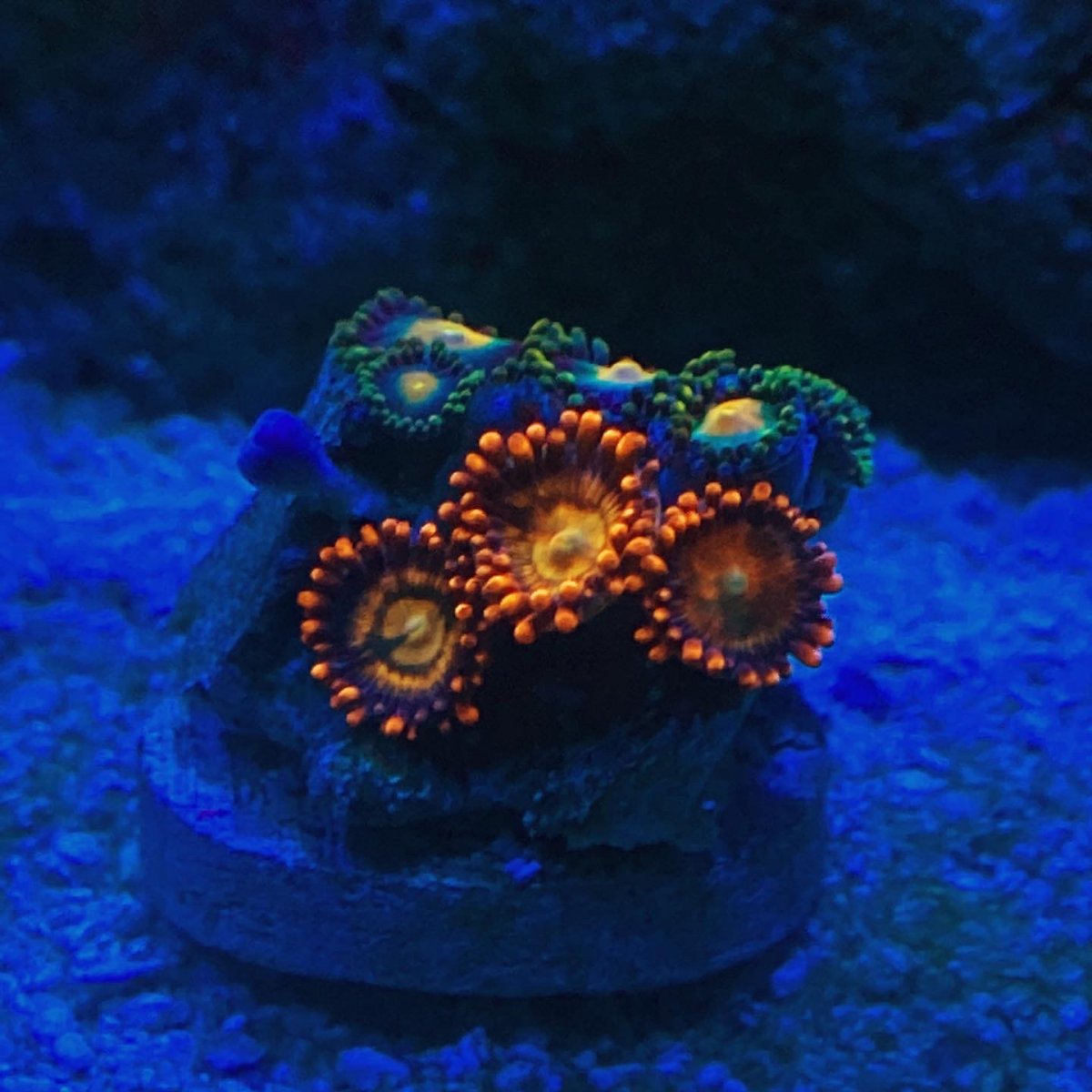 B9174F3B-0758-401B-929D-8569B2ED0446.jpeg