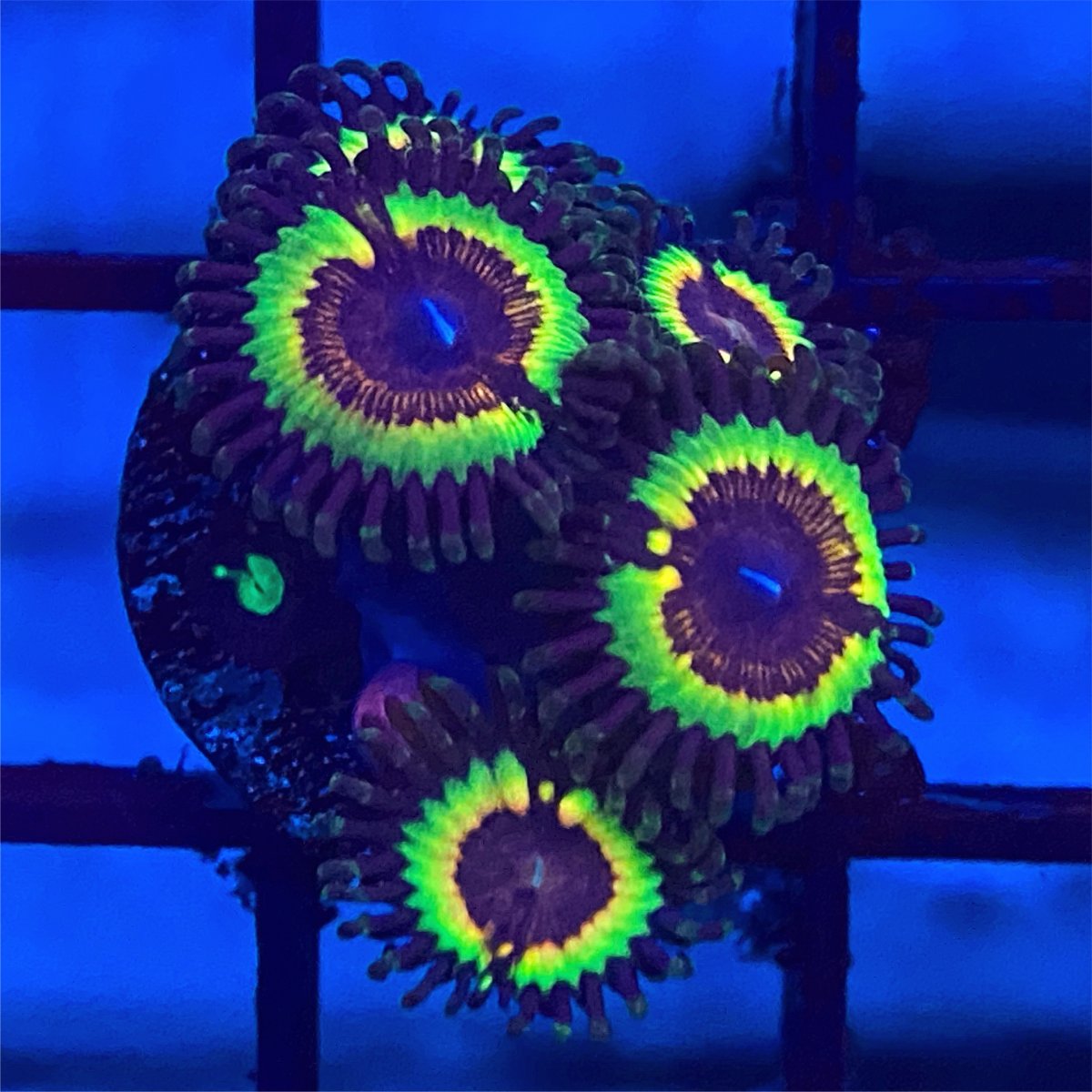 B955A778-A8E1-462D-9665-5D098DB9B355.jpeg