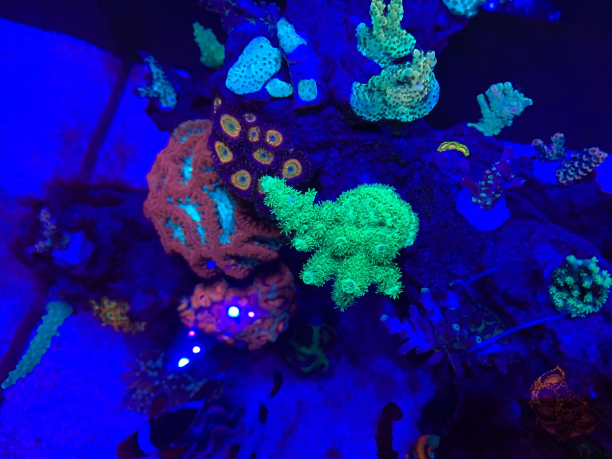 Show & Tell, the Hairiest & colorful Acro | REEF2REEF Saltwater and ...