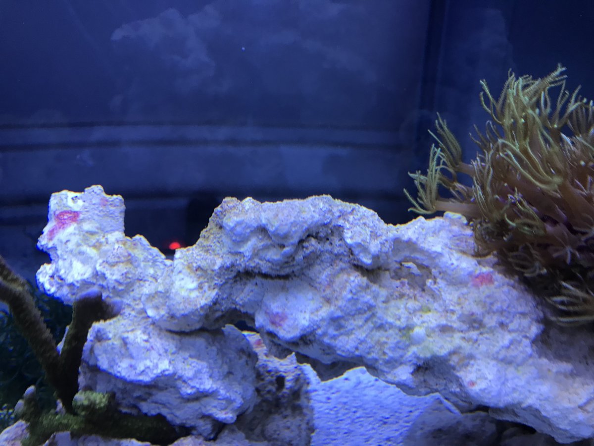 Cyano start or coraline? | Reef2Reef