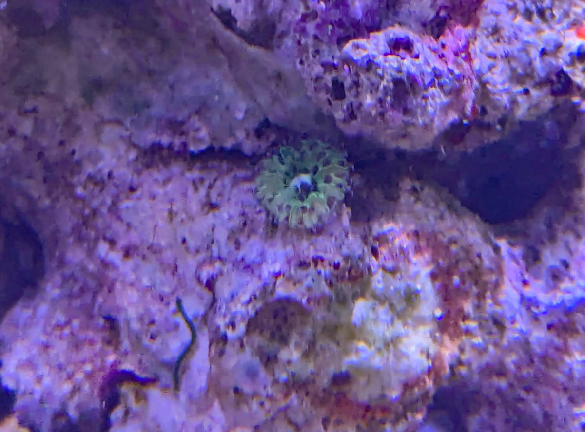 babycoral2.png