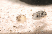 BabyPuffer.gif