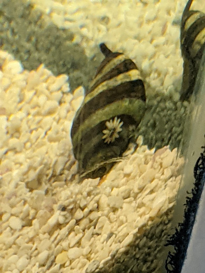 back of snail.jpg