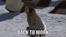 back-to-work.gif