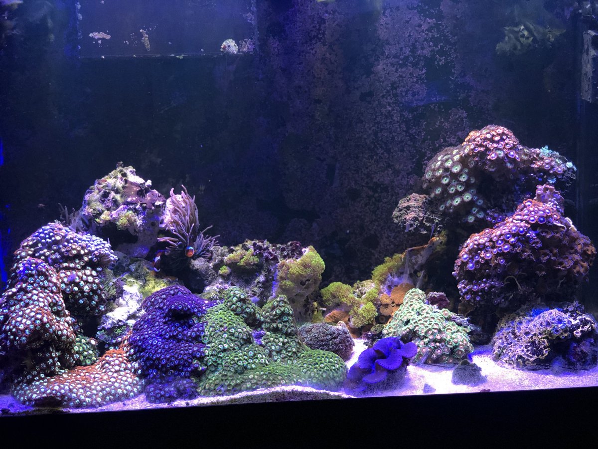 Show of hands, who uses all of the white channel? | Reef2Reef