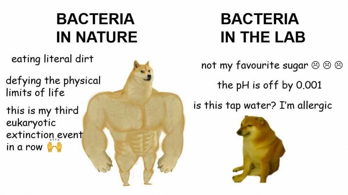 Bacteria in Lab.jpeg