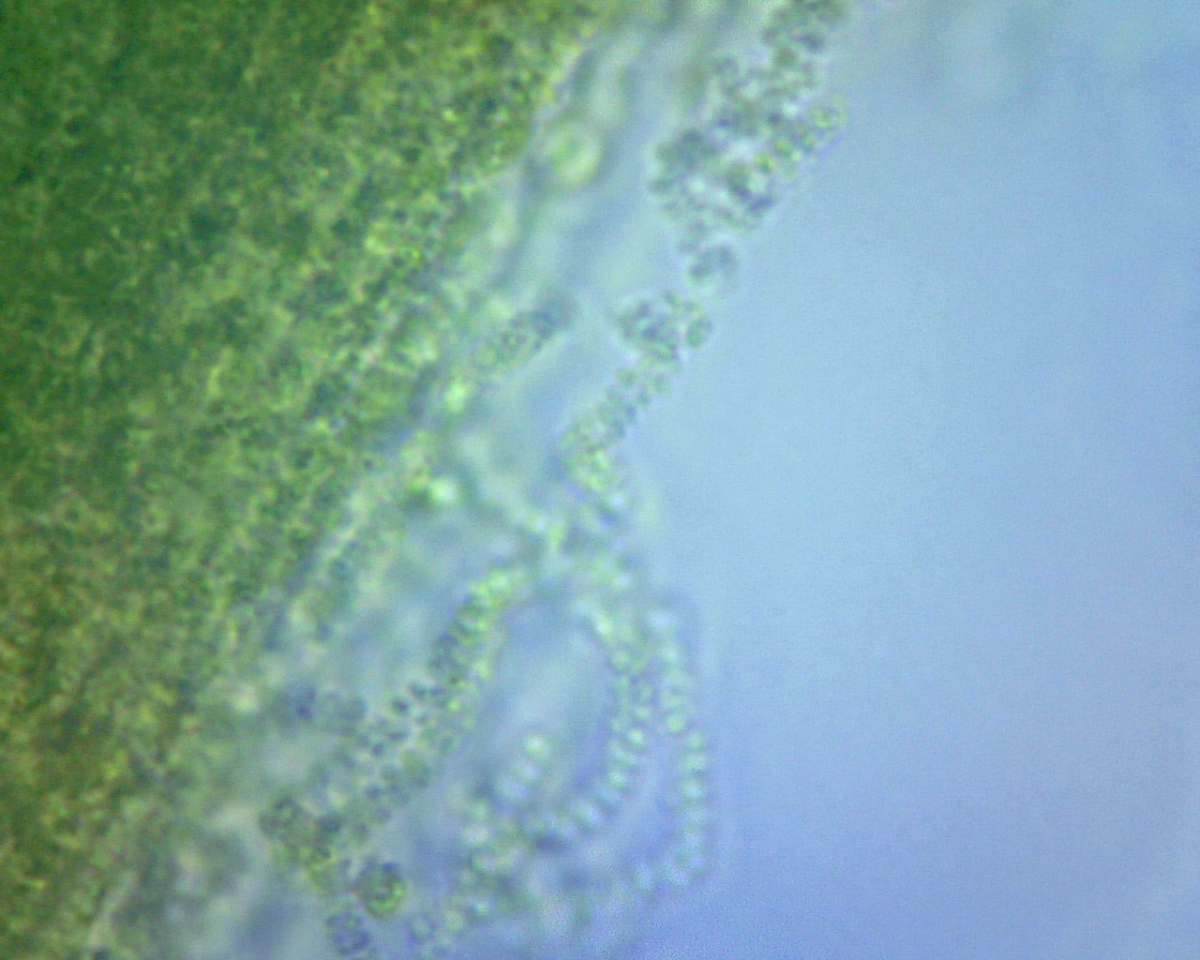 Bacteria Test 1-0001(2).png