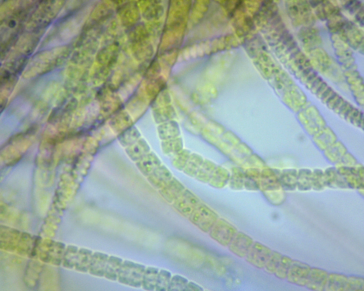 Bacteria Test 1-0002(3).png