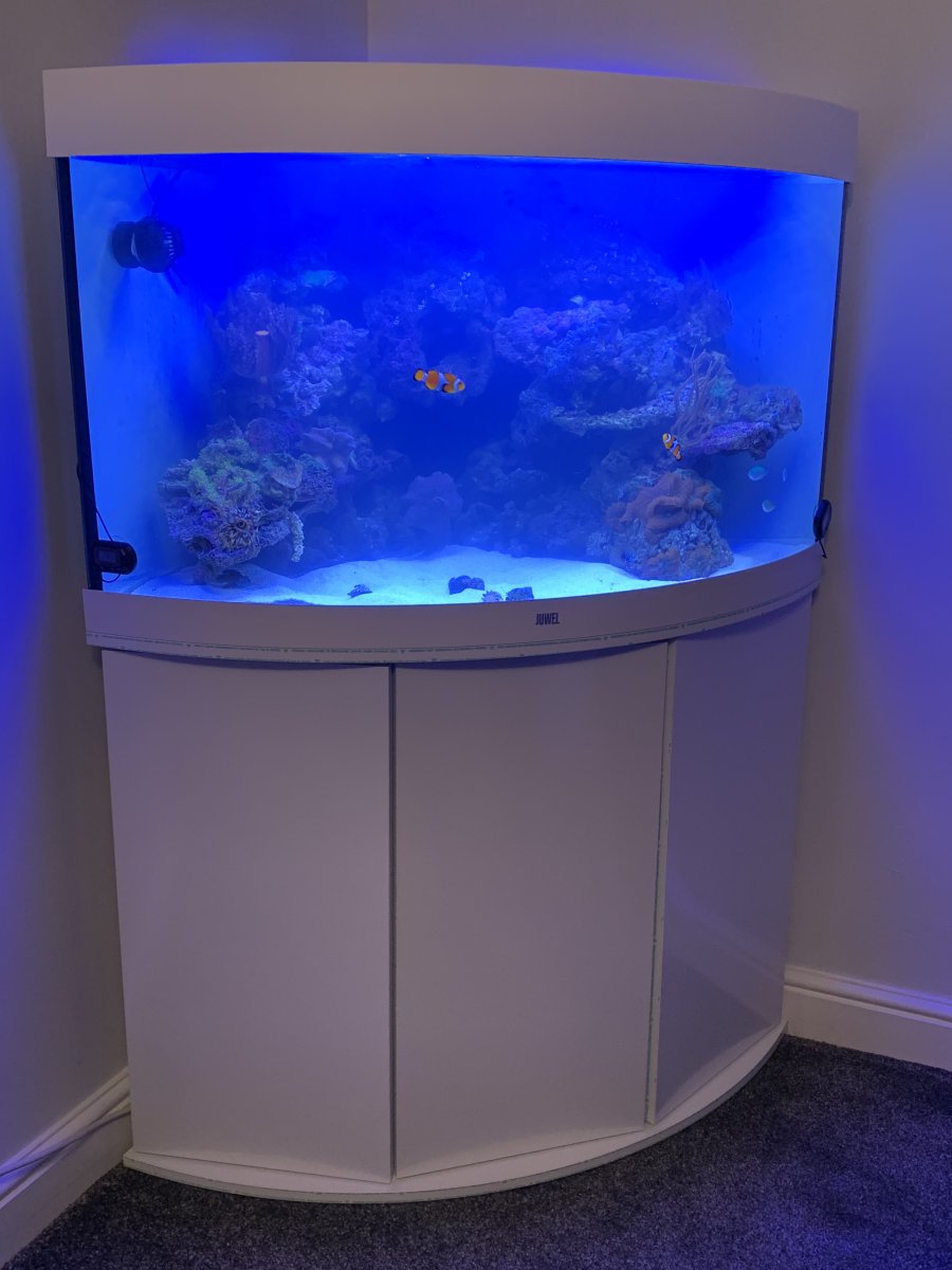 Juwel corner hotsell fish tank